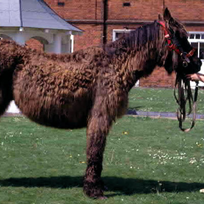 Equine Cushing S Disease The Brook Vet